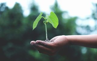 hand-groen-plantje-aarde